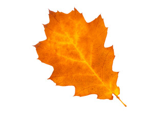 Close-up of  autumn leaf