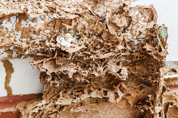 Paper eaten by termite