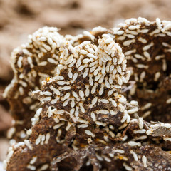 Paper eaten by termite