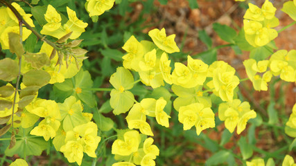 Flora y fauna del Parque Natural de El Garraf, Barcelona