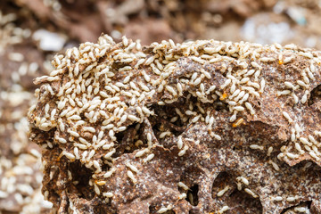 Paper eaten by termite