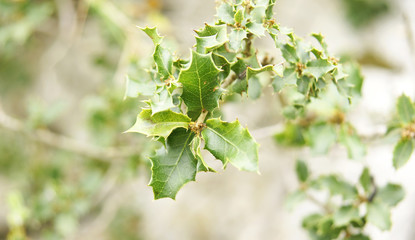 Flora y fauna del Parque Natural de El Garraf, Barcelona