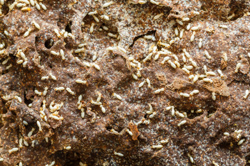 Paper eaten by termite