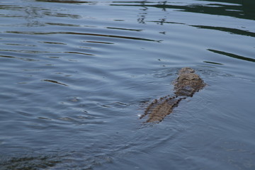 Crocodile in water Africa 