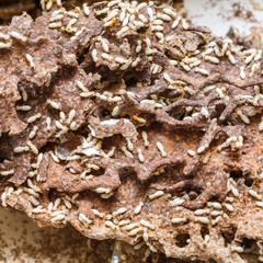 Paper eaten by termite