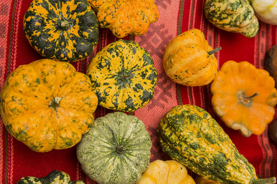 Different types of pumpkins on different color and forms