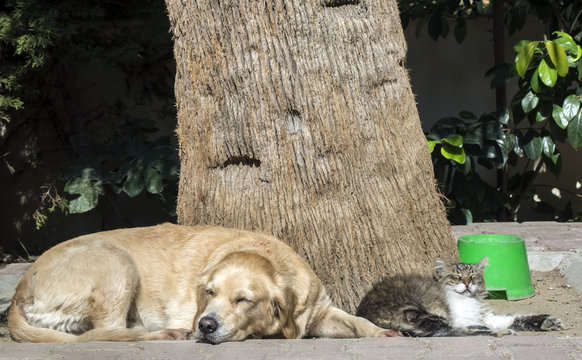 Kedi ve K&ouml;pek