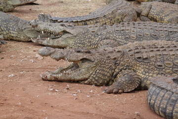 Obraz premium Crocodile in Africa 
