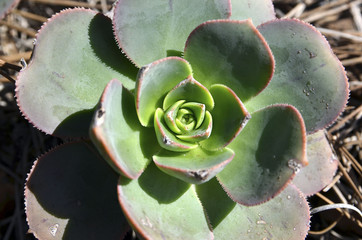Echeveria plant growing in the wild on Tenerife, Canary Islands.