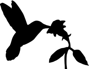 Kolibri mit Blume, Silhouette © b_susann_k