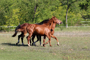 Thoroughbred horses runs on meadow in a sunny day
