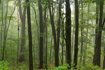 Fototapeta na wymiar Foggy Morning in the Green Forest