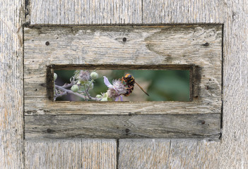 Summer end season view, from the inside of a mailbox, where a hornet is pollinating beautiful flowers of mulberry.