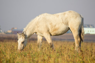 Horse on the pasture