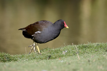 Moorhen, Gallinula chloropus