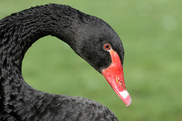 Obraz premium Black swan, Cygnus atratus