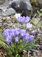 Purple crocuses flowering in spring