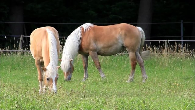 horse, two blond Haflinger grazing on meadow
