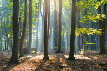 Fototapeta premium Morning in the forest