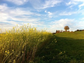 Fototapeta premium Bunter Herbst