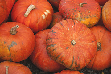 pile of pumpkins