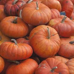 pile of pumpkins