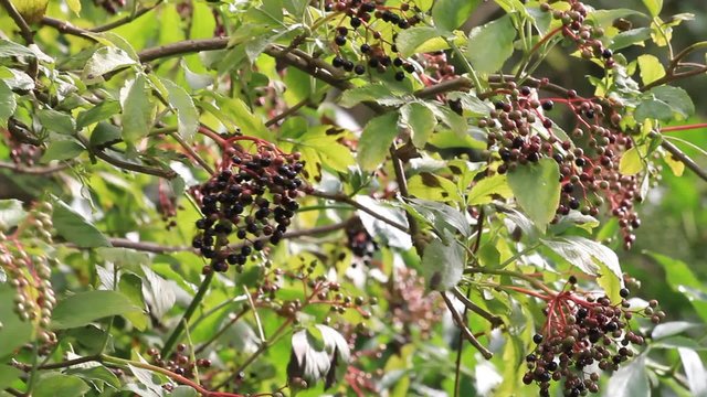 elderberries fruits on elderberry tree
 
