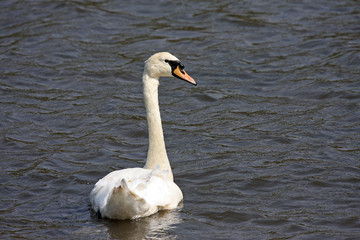 Fototapeta premium Swan