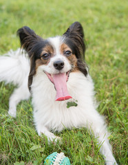 The Papillon Dog