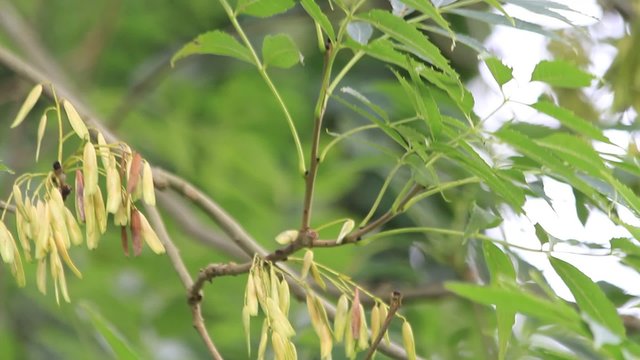 Ash Tree Flowers and fruits, fraxinus exelsior
