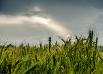 Поле пшеницы