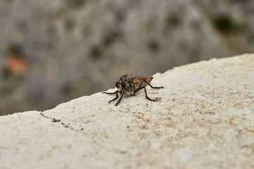 Fly on the stone wall of a pirate fortress, Croatia, Omis