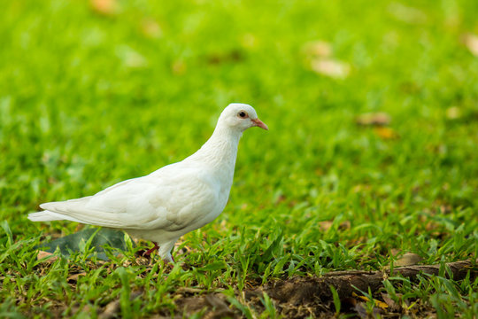 Beautiful white pigeon is walking on the grass ground.