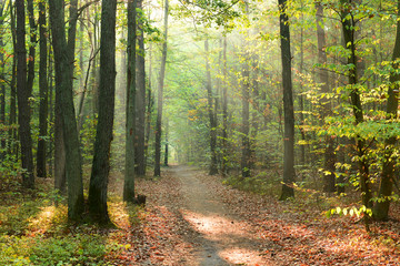 Obraz premium Morning in the forest