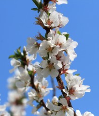 Цветущая вишня весной на фоне голубого неба