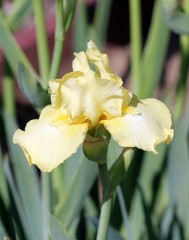 Цветок нежно жёлтого ириса крупным планом 