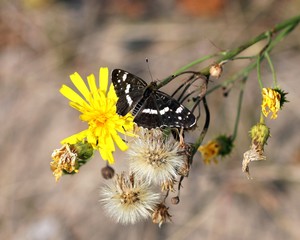 Бабочка пестрокрыльница изменчивая (Araschnia levana) на ёлтых цветах