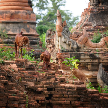 The baby goats in Bagan