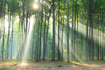 Obraz premium Morning in the forest