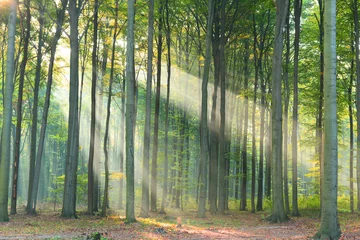 Gardinen Wälder Morning in the forest  © Piotr Krzeslak