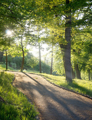 Wanderweg mit Bäumen im Sonnenlicht