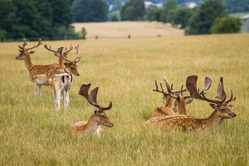 Herd Of Fallow Deer