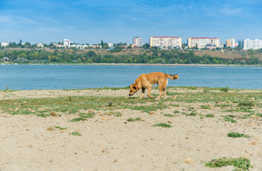 Stray dog sniffing for food on a shore of a big river