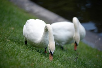 Pair of whooper swans feeding on grass
