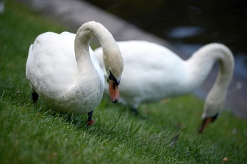 Pair of whooper swans feeding on grass