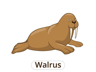 Walrus cartoon vector illustration