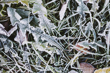 Frosty green plant 