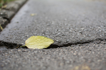 Yellow leaf on asphalt