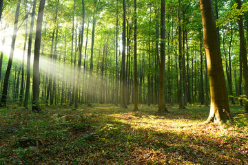 Morning in the forest