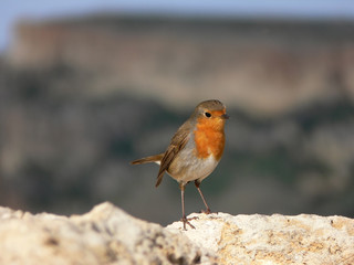 Small thin  bird with red orange breast  European Robin redbreas